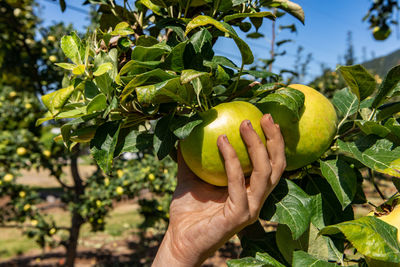 Close-up of hand holding fruit