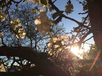 Sun shining through trees