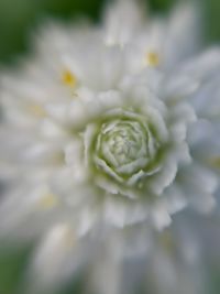 Close-up of flower against blurred background