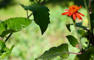 Close-up of flowers