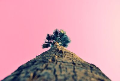 Low angle view of trees against clear sky