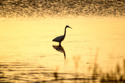 Bird on lake against sky during sunset