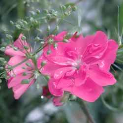 Close-up of pink flowers