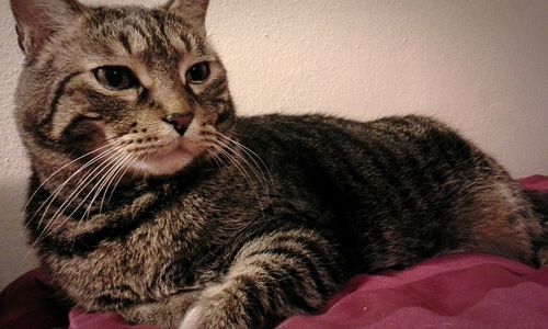 Close-up portrait of cat