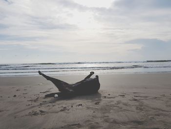 Close-up of crab on beach against sky