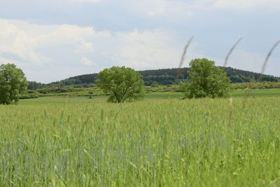 Scenic view of agricultural field against sky