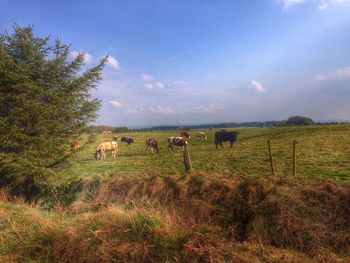 Scenic view of grassy field against sky