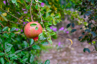 Close-up of strawberry growing on tree