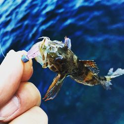 Close-up of hand holding crab