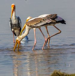 View of birds on beach