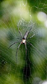 Close-up of spider web