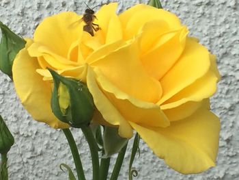 Close-up of yellow flowers blooming outdoors