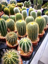 High angle view of cactus plants