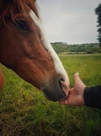 Close-up of hand feeding horse on field against sky