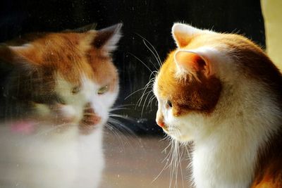 Close-up of cat looking away