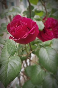 Close-up of red rose blooming outdoors