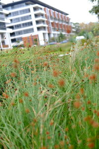 Plants growing on field