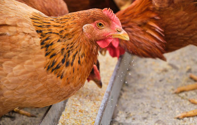 Close-up of hen