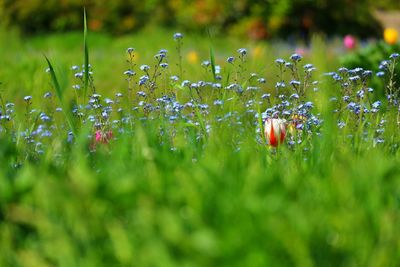 Close-up of flowering plants on field