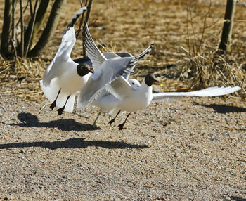 Birds on sand