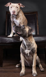 Two dogs sitting together 