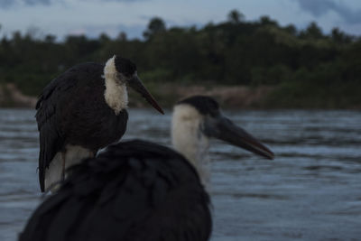 Close-up of birds in lake