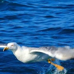 Two birds swimming in sea