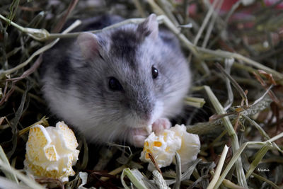 Close-up of cat eating flower