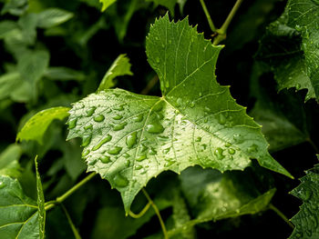 Raindrops on grape leaves