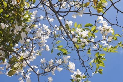 Low angle view of cherry blossoms against sky