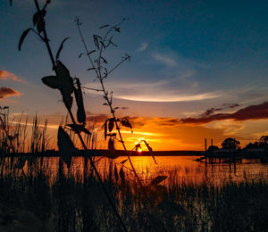 Silhouette plants by lake against sky during sunset