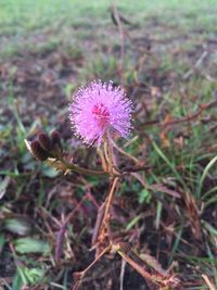 Close-up of thistle