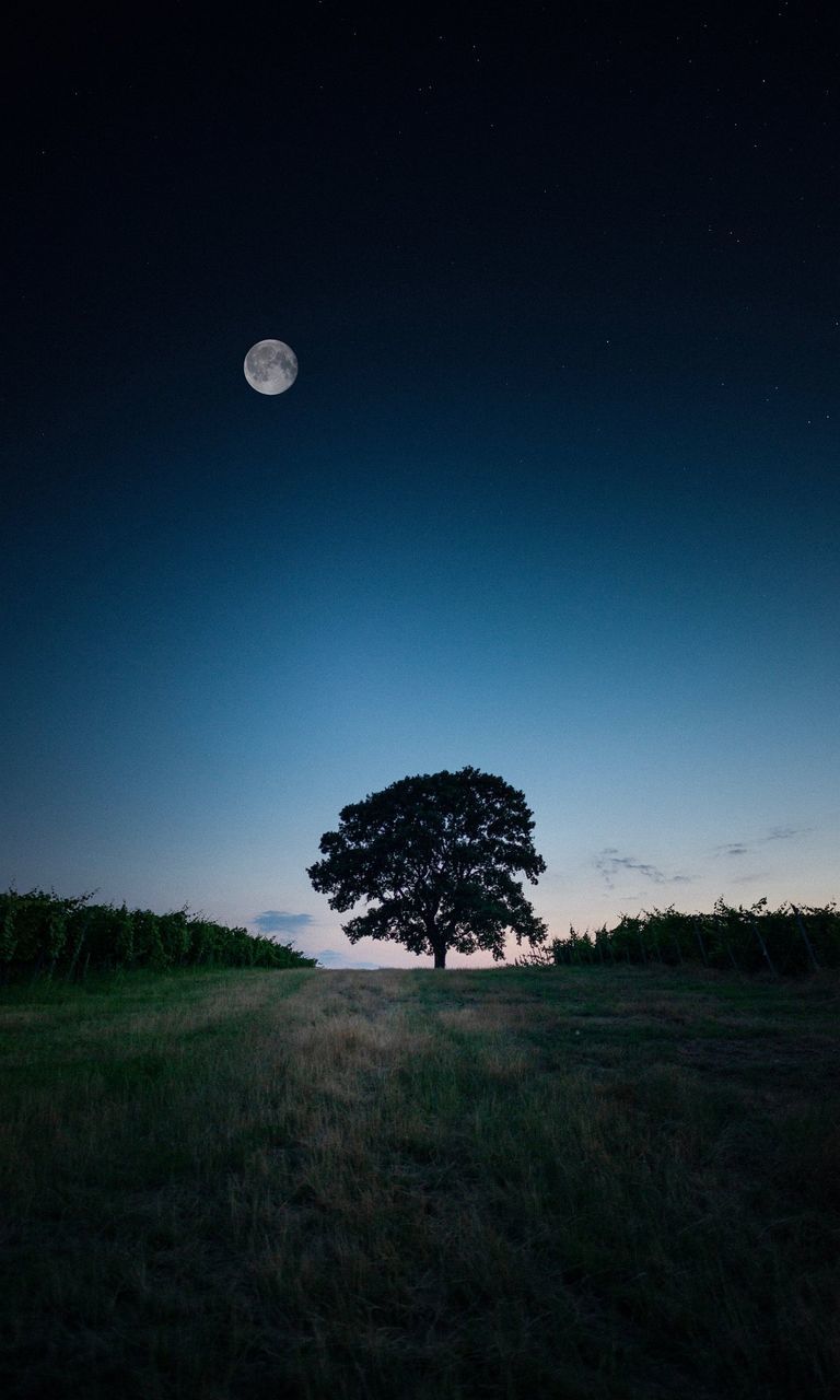 sky, moon, night, plant, scenics - nature, star, landscape, astronomy, nature, tree, space, tranquility, beauty in nature, land, moonlight, darkness, environment, grass, full moon, horizon, tranquil scene, no people, field, astronomical object, outdoors, dawn, science, non-urban scene, space and astronomy, dark, cloud, clear sky, idyllic, plain