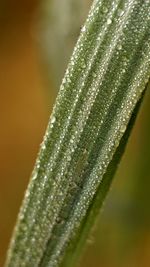 Close-up of leaf