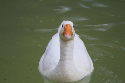 High angle view of swan swimming in lake