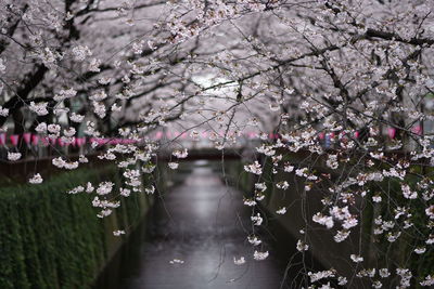 Low angle view of cherry blossom tree