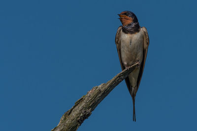 Low angle view of bird perching on tree against clear blue sky