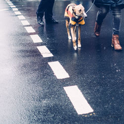 Low section of person with pet on wet street during rainy season