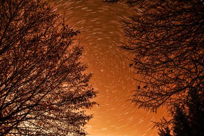 Low angle view of silhouette tree against sky at night