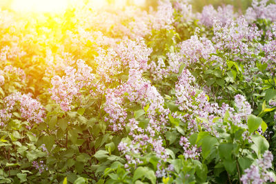 Close-up of small purple flowers in garden