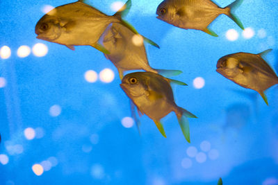 Low angle view of fish swimming in aquarium