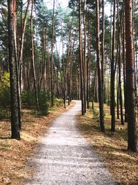 Footpath amidst trees in forest