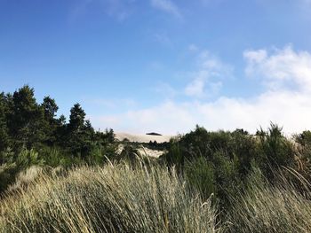 Plants growing on land against sky