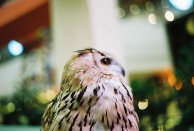 Close-up portrait of owl perching