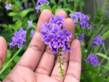 Close-up of cropped hand touching purple flowers