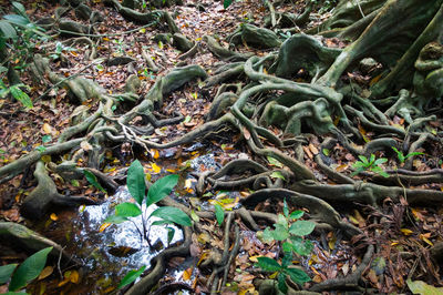 Close-up of snake on tree