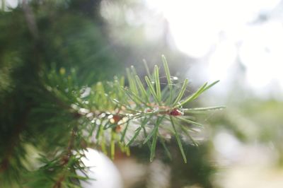 Close-up of pine tree