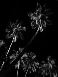 Close-up of wilted flower against black background