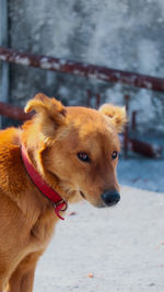 Close-up of dog in winter season