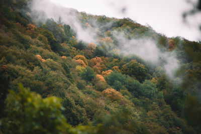 Scenic view of waterfall in forest against sky